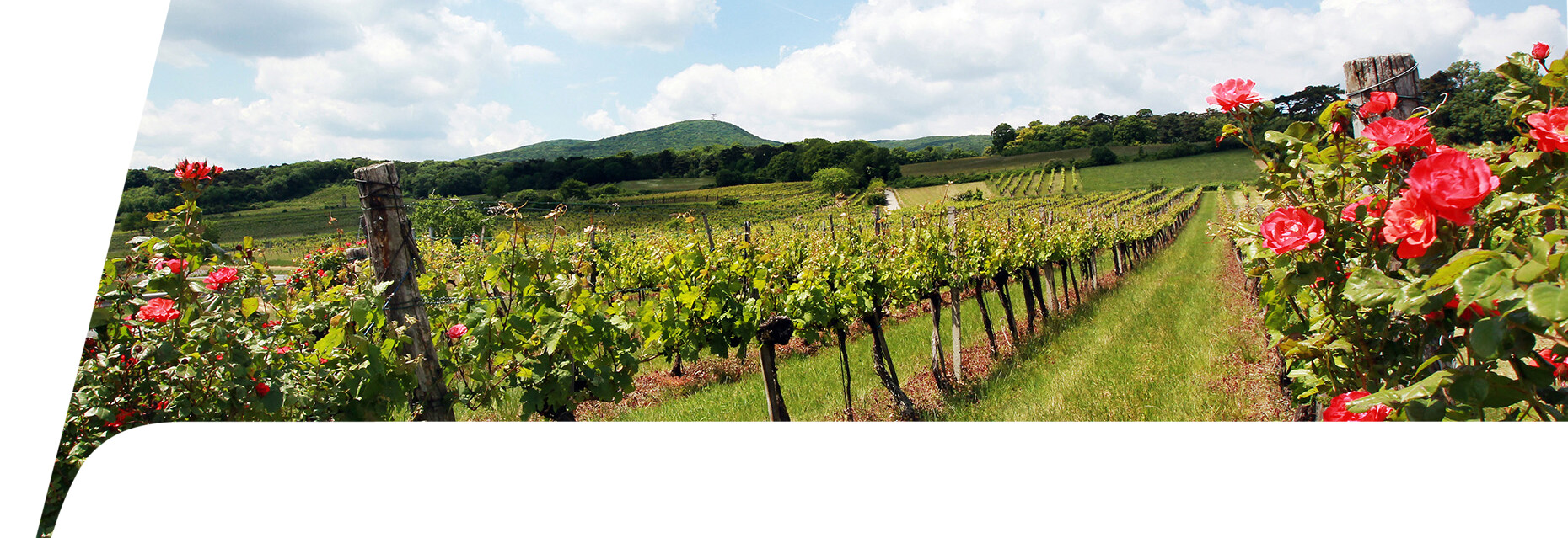weinberge